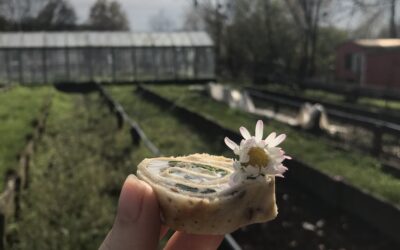 Wildkräutertour mit Verkostung