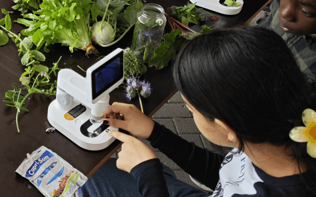 Ackerperlen auf der Suche nach dem Superfood