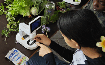 Ackerperlen auf der Suche nach dem Superfood