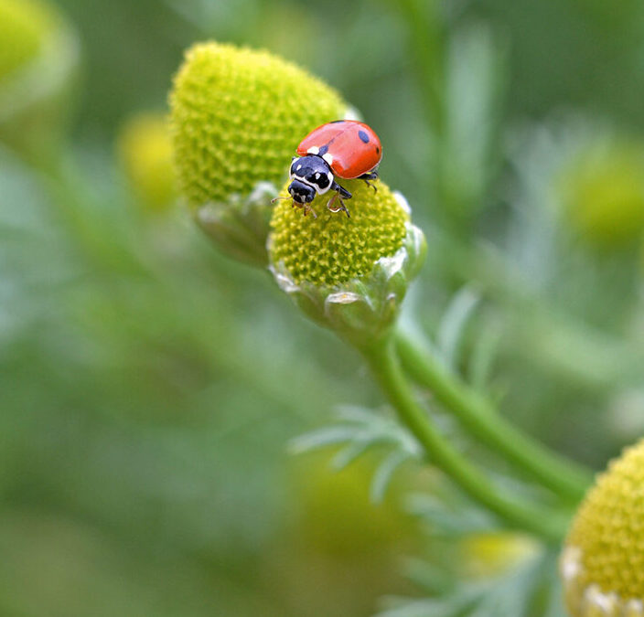 Marienkäfer auf Kamille im naturnahen Garten der Ackerperlen