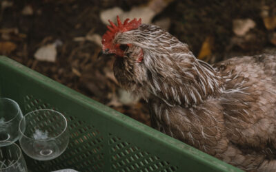 Endlich wieder Saison!