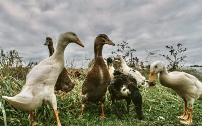 Ein Ort für Perlen – jetzt mitmachen im Ehrenamt