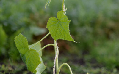 Querbeet und Offener Hof im Mai