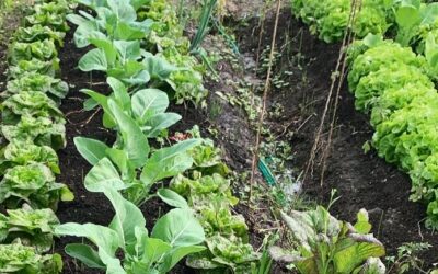 Salat an der Hauswand? Das Geht!