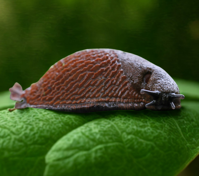 Nacktschnecke auf einem Blatt beim Ferienprogramm auf dem Permakulturhof des Ackerperlen e.V. in Hamburg