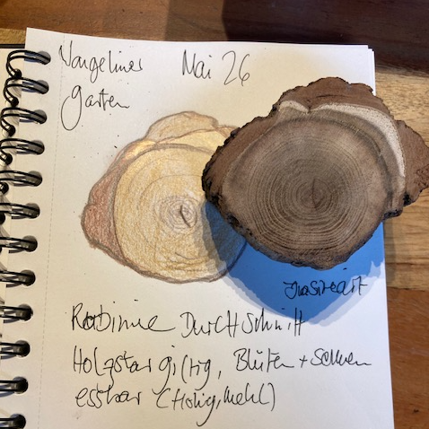 Nature-Journaling-Seite mit gezeichnetem Holzquerschnitt und Baumscheibe bei Ackerperlen